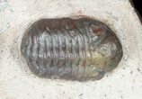 Austerops Trilobite Mortality Plate From Jorf - Individuals! #46314-3